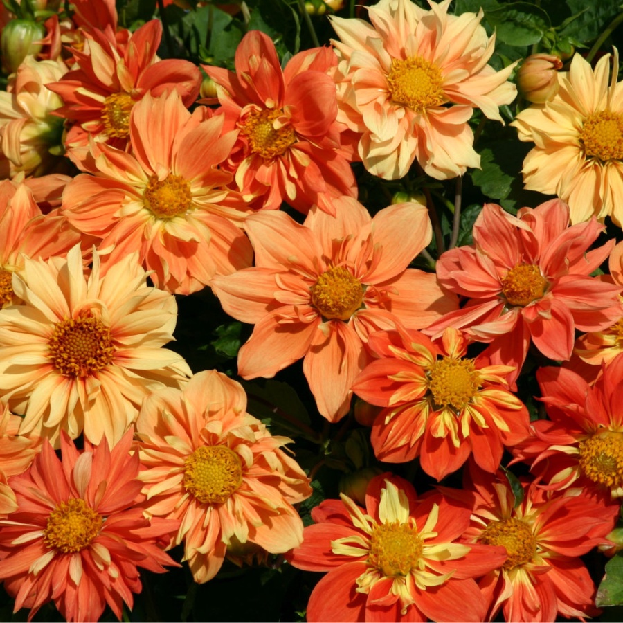 Dahlia Seeds - Sunny Reggae